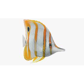 3D Copperband Butterflyfish Animated
